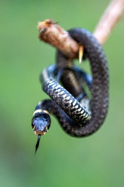 Foto Alexander Eiterer